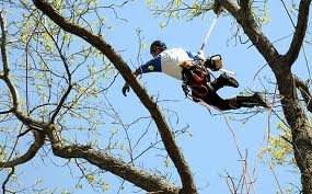 Tree Trimming - Complete Tree Services Inc.