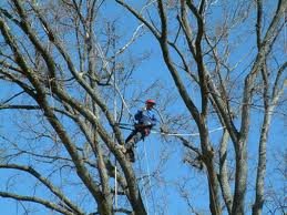 Tree Trimming - Complete Tree Services Inc.