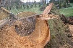 Stump Removal / Stump Grinding - Complete Tree Services Inc.